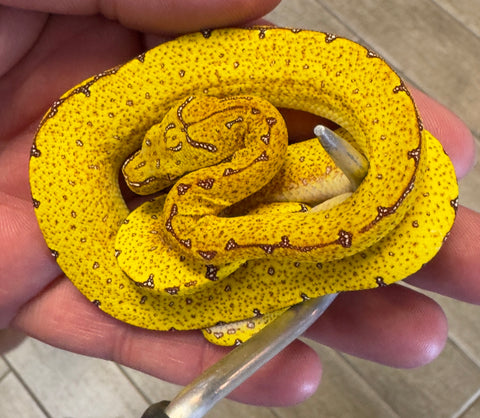 Lereh Green Tree Python Baby (LGTP1)
