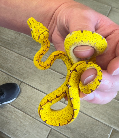 Lereh Green Tree Python Baby (LGTP2)