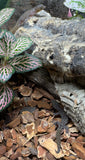 Island Least Gecko (Sphaerodactylus sputator)