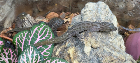 Island Least Gecko (Sphaerodactylus sputator)