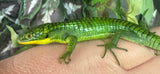 Mexican Green Alligator Lizards (Abronia graminea) Pair 1.1