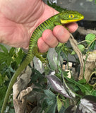 Mexican Green Alligator Lizards (Abronia graminea) Pair 1.1