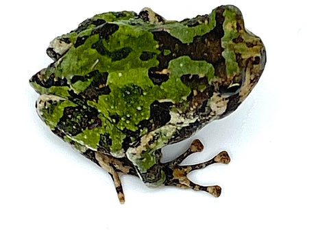 Madgascar Rain Frog (Scaphiophryne marmorata) - Reptile Pets Direct