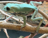 CBB Painted Waxy Monkey Frogs (Phyllomedusa sauvagii)