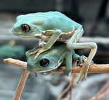 CBB Painted Waxy Monkey Frogs (Phyllomedusa sauvagii)