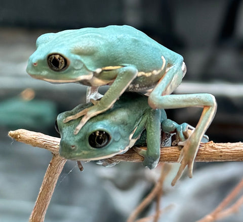CBB Painted Waxy Monkey Frogs (Phyllomedusa sauvagii)