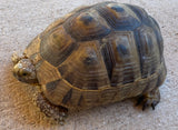 Mesopotamian Greek Tortoise Male (MGT1)