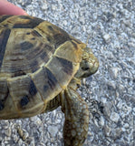 Mesopotamian Greek Tortoise Female (MGT11)