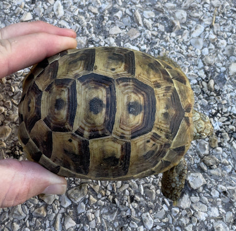 Mesopotamian Greek Tortoise Female (MGT11)