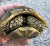 Mesopotamian Greek Tortoise Male (MGT12)