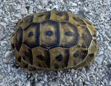 Mesopotamian Greek Tortoise Male (MGT12)