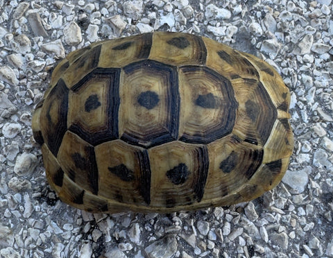 Mesopotamian Greek Tortoise Male (MGT12)