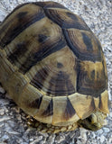 Mesopotamian Greek Tortoise Male (MGT13)