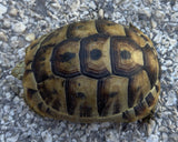 Mesopotamian Greek Tortoise Male (MGT13)