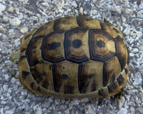 Mesopotamian Greek Tortoise Male (MGT13)