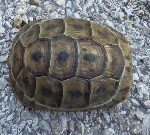 Mesopotamian Greek Tortoise Female (MGT14)
