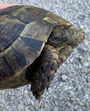 Mesopotamian Greek Tortoise Male (MGT15)