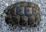 Mesopotamian Greek Tortoise Male (MGT15)