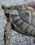 Mesopotamian Greek Tortoise Male (MGT16)