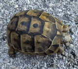 Mesopotamian Greek Tortoise Female (MGT17)