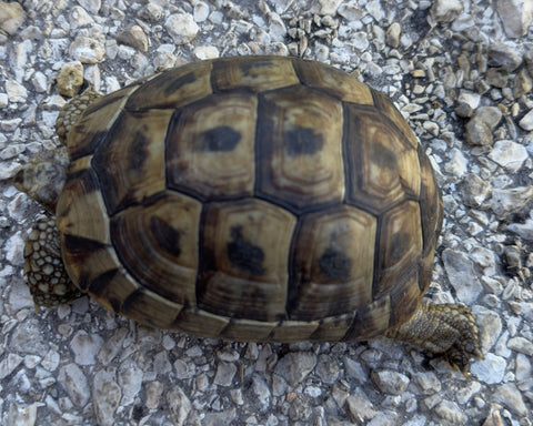 Mesopotamian Greek Tortoise Male (MGT16)