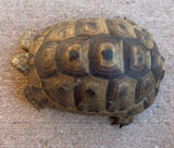 Mesopotamian Greek Tortoise Male (MGT1)