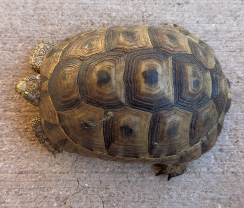 Mesopotamian Greek Tortoise Male (MGT1)