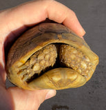 Mesopotamian Greek Tortoise Male (MGT3)