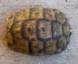 Mesopotamian Greek Tortoise Male (MGT3)