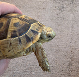 Mesopotamian Greek Tortoise Female (MGT4)