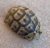Mesopotamian Greek Tortoise Female (MGT4)