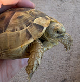 Mesopotamian Greek Tortoise Female (MGT5)