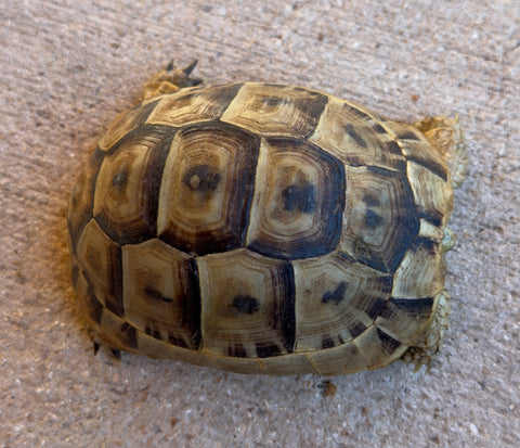 Mesopotamian Greek Tortoise Female (MGT5)