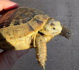 Mesopotamian Greek Tortoise Female (MGT6)