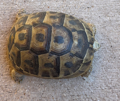 Mesopotamian Greek Tortoise Female (MGT6)