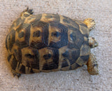 Mesopotamian Greek Tortoise Male (MGT2)