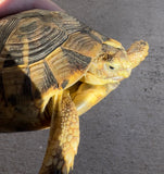 Mesopotamian Greek Tortoise Male (MGT2)