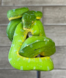 Manokwari Green Tree Python Female (MGTP1)