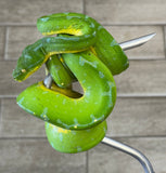 Manokwari Green Tree Python Female (MGTP1)