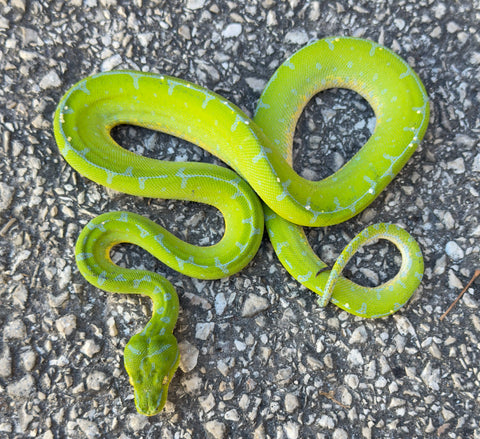 Manokwari Green Tree Python Male (MGTP1)