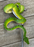 Manokwari Green Tree Python Female (MGTP2)