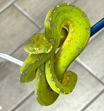 Manokwari Green Tree Python (MGTP21) - Reptile Pets Direct