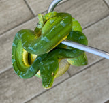 Manokwari Green Tree Python Female (MGTP2)