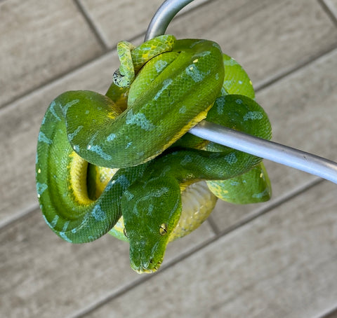 Manokwari Green Tree Python Female (MGTP2)