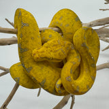 Manokwari Green Tree Python Yearling (MGTP3)