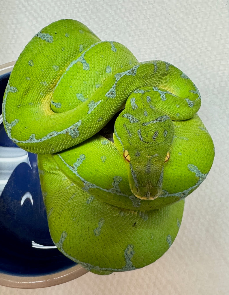 Manokwari Green Tree Python Female (MGTPF2) – Reptile Pets Direct