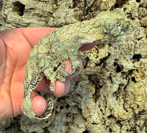 Mossy Leaf Tailed Gecko Female (Uroplatus sikorae) (MLTF02)