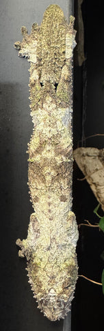 Mossy Leaf Tailed Gecko Female (Uroplatus sikorae) (MLTGF2)