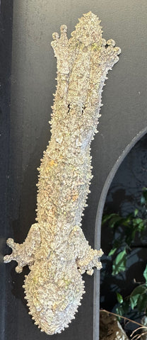 Mossy Leaf Tailed Gecko Female (Uroplatus sikorae) (MLTGF3)