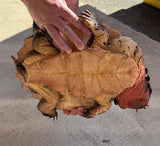 Guyana Mata Mata Turtle 11-12" (MMT1)